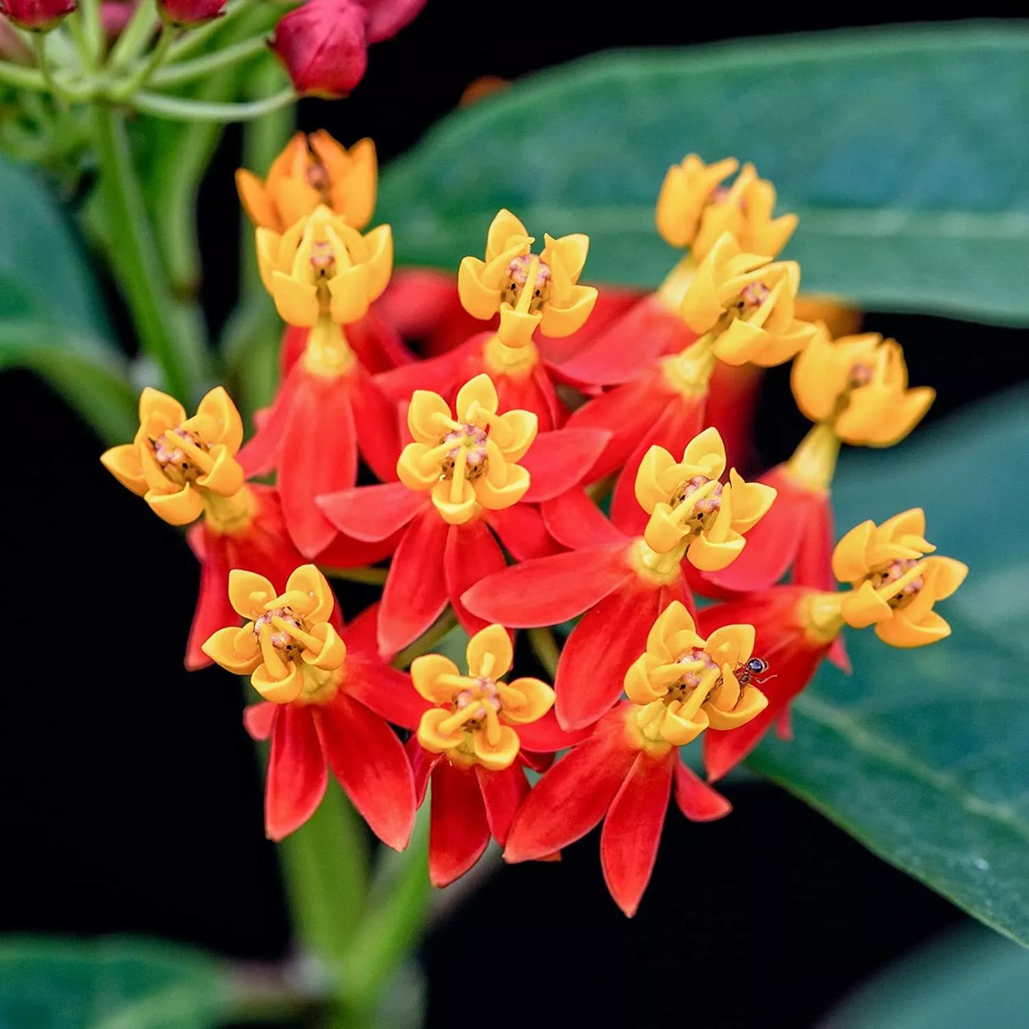 Blood Flower Milkweed Seeds - 25 Count - Asclepias curassavica - Monarch Butterfly Host Plant