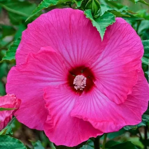 Honeymoon Deep Pink Hardy Hibiscus Seeds – Heirloom Dinner Plate Flowers – Hibiscus moscheutos – 20+ Seeds with Growing Instructions