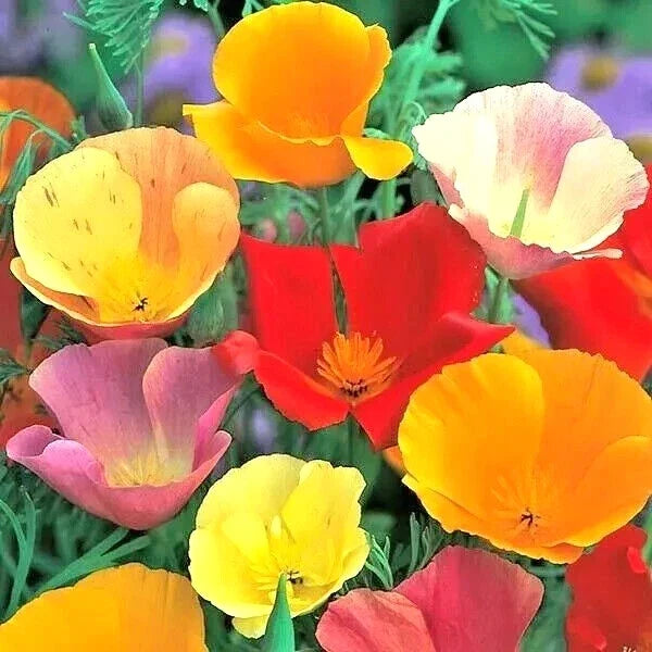 California Poppy Seeds Spring Mix – Deer-Resistant Wildflower Seeds for Hummingbirds – Eschscholzia californica, Attracts Pollinators