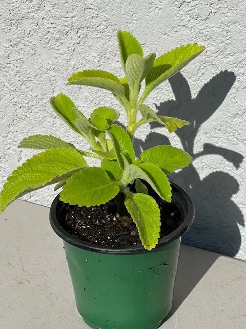 Cuban Oregano Plant 5+ Inch in 4" Pot, Mexican Mint, Spanish Thyme, Indian Borage, Plectranthus amboinicus