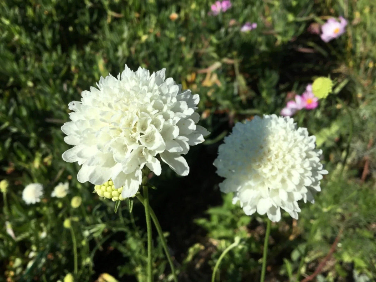 Scabiosa Seeds - Snowball Pincushion Flower - 50 Premium White Garden & Wedding Flower Seeds (Scabiosa caucasica)