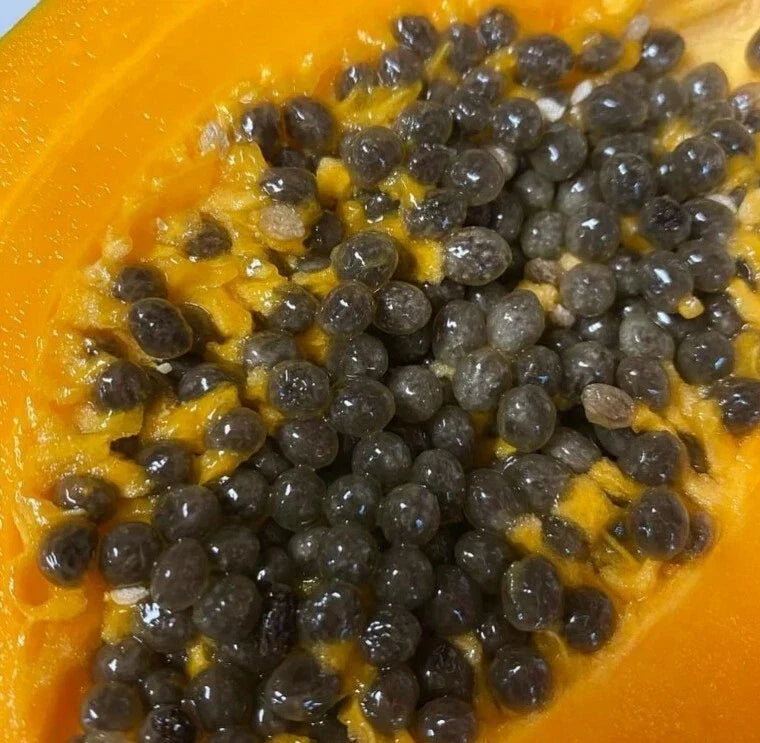 Gold Yellow Papaya Seeds - Carica papaya - 50 Seeds for Tropical Fruit Garden, Fast-Growing, Sweet Yellow Fruit