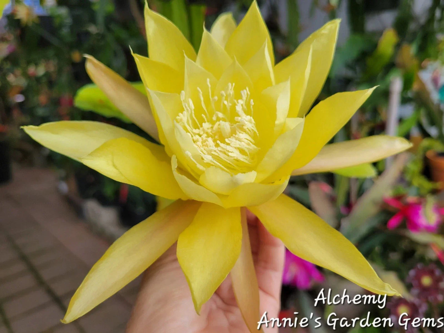 Epiphyllum Cuttings - 8-10 Inches - Alchemy Variety - Epiphyllum spp. - Exotic Indoor Plant Propagation