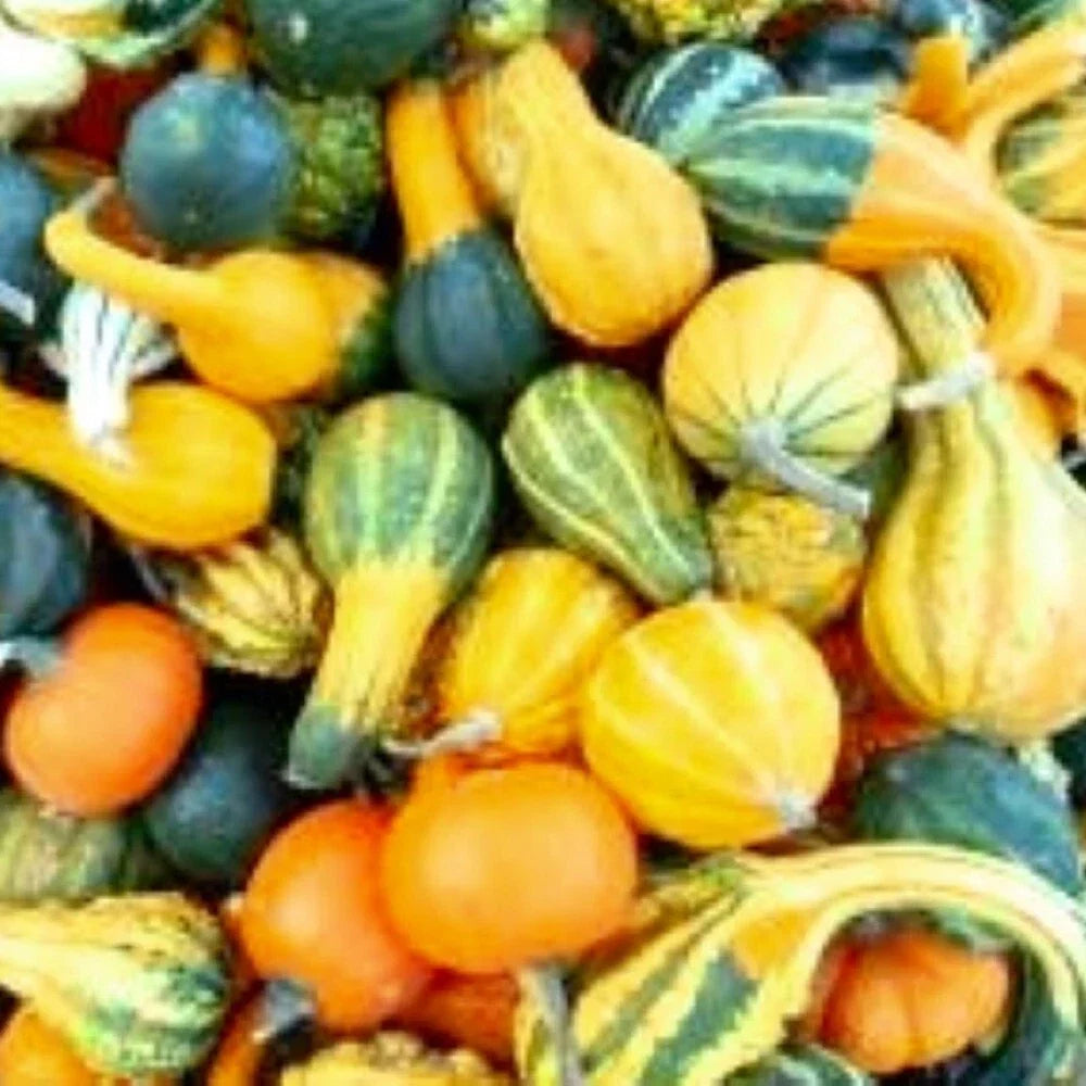Small Mix Gourds Seeds - Heirloom, Non-GMO, Decorative Cucurbita pepo for Fall Crafts & Garden Displays