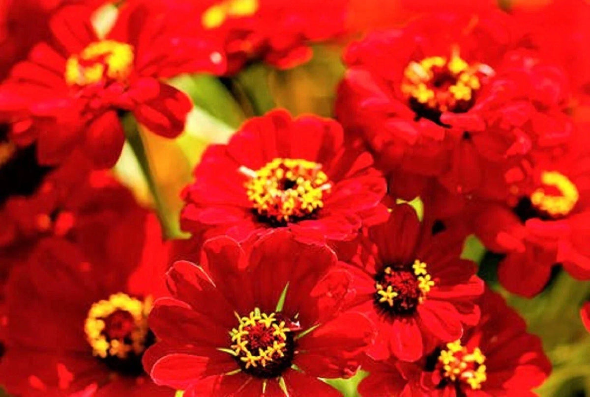 Zinnia Seeds Scarlet Flame - Non-GMO Pack of 100+ Bright Red Flowers - Zinnia elegans for Borders & Containers