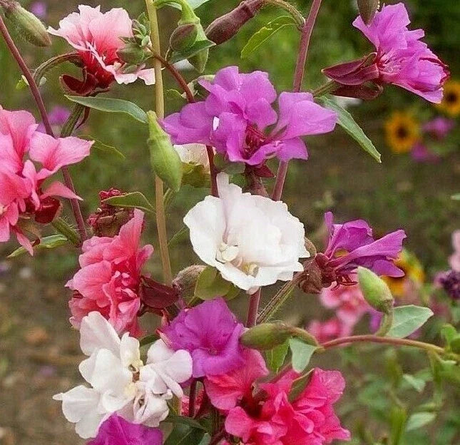 Clarkia Amoena Flower Seeds - 1000+ Mixed Colors Annual Garden Seeds for Borders & Cut Flowers