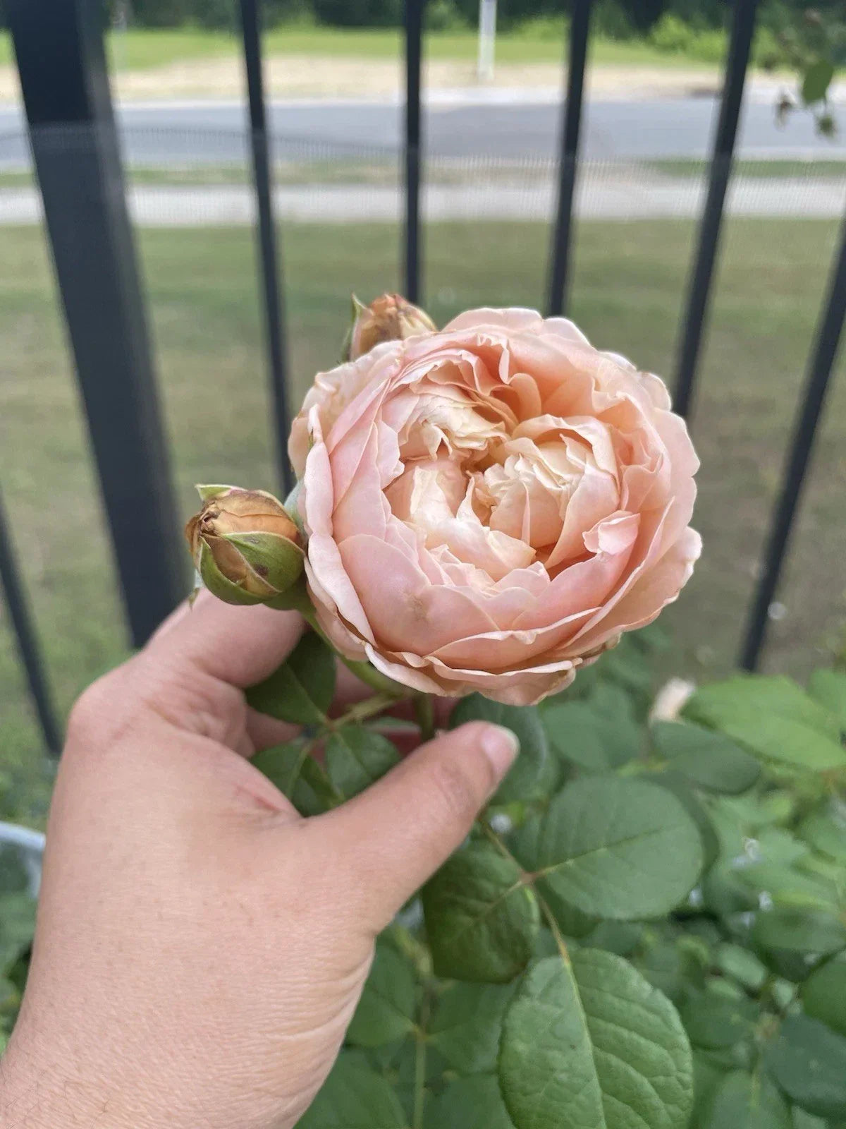 Rose Plant Cuttings - 3 Unrooted 6" Rosa spp. for Propagation, Garden, Backyard