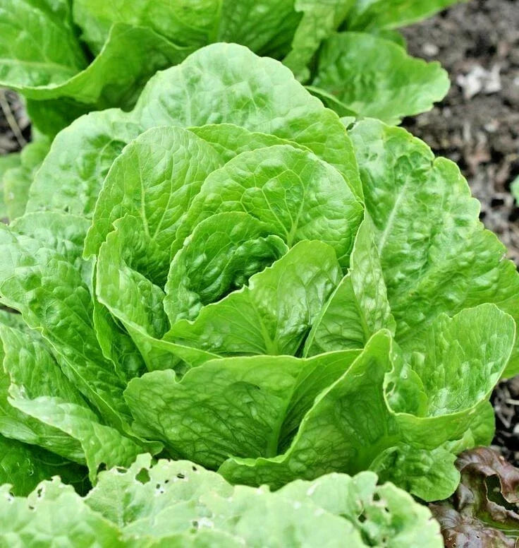 Organic Paris Island Cos Romain Lettuce Seeds - 601+ Non-GMO for Spring & Fall Container Gardens