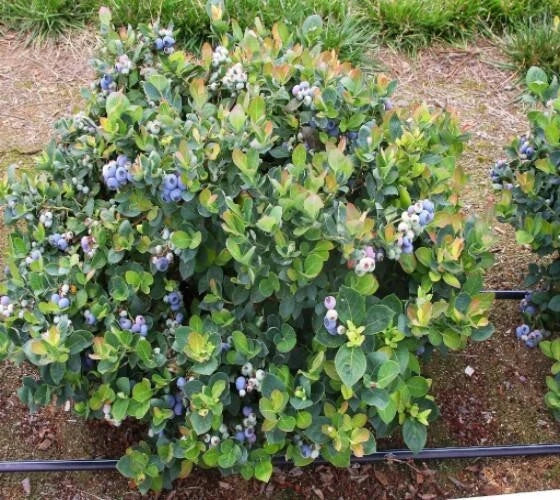 Dwarf Blueberry Plant - 1 QT Top Hat Variety - Vaccinium corymbosum Live Plant in Fabric Grow Bag