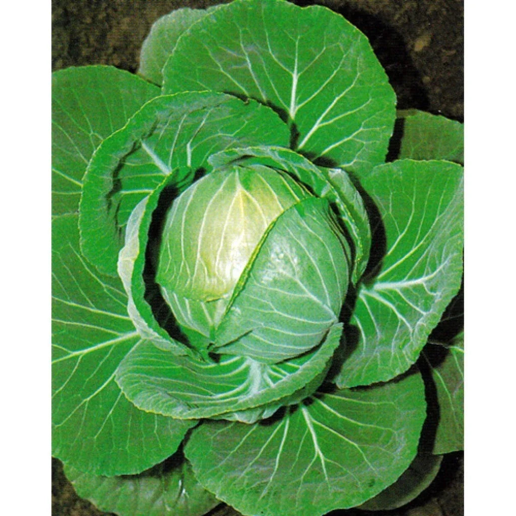 Cabbage Seeds 400+ Heirloom Non-GMO Copenhagen Market Brassica oleracea Seed Packet for Home Gardening