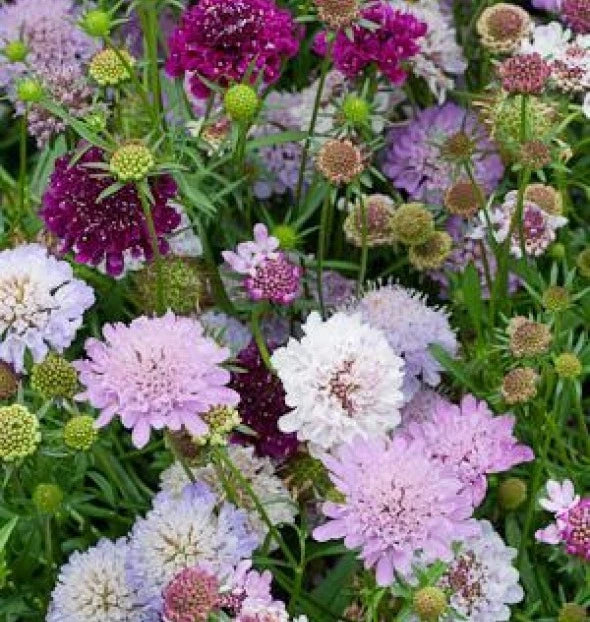 Pincushion Flower Seeds - 35 Fresh Scabiosa Atropurpurea Seeds - Free USA Shipping
