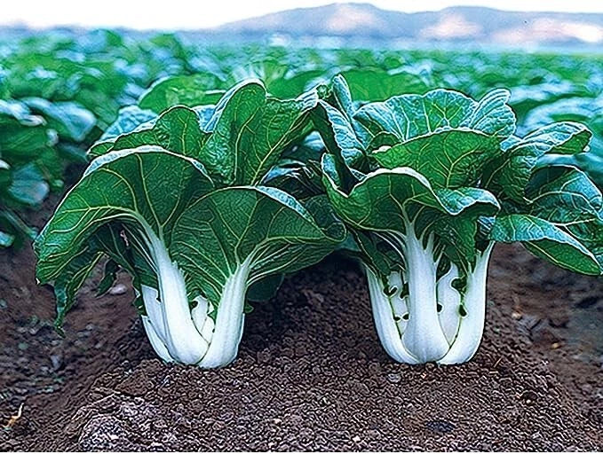Joi Choi F1 Hybrid Pak Choi Seeds - 100 Seeds - Chinese Cabbage Brassica rapa subsp. chinensis