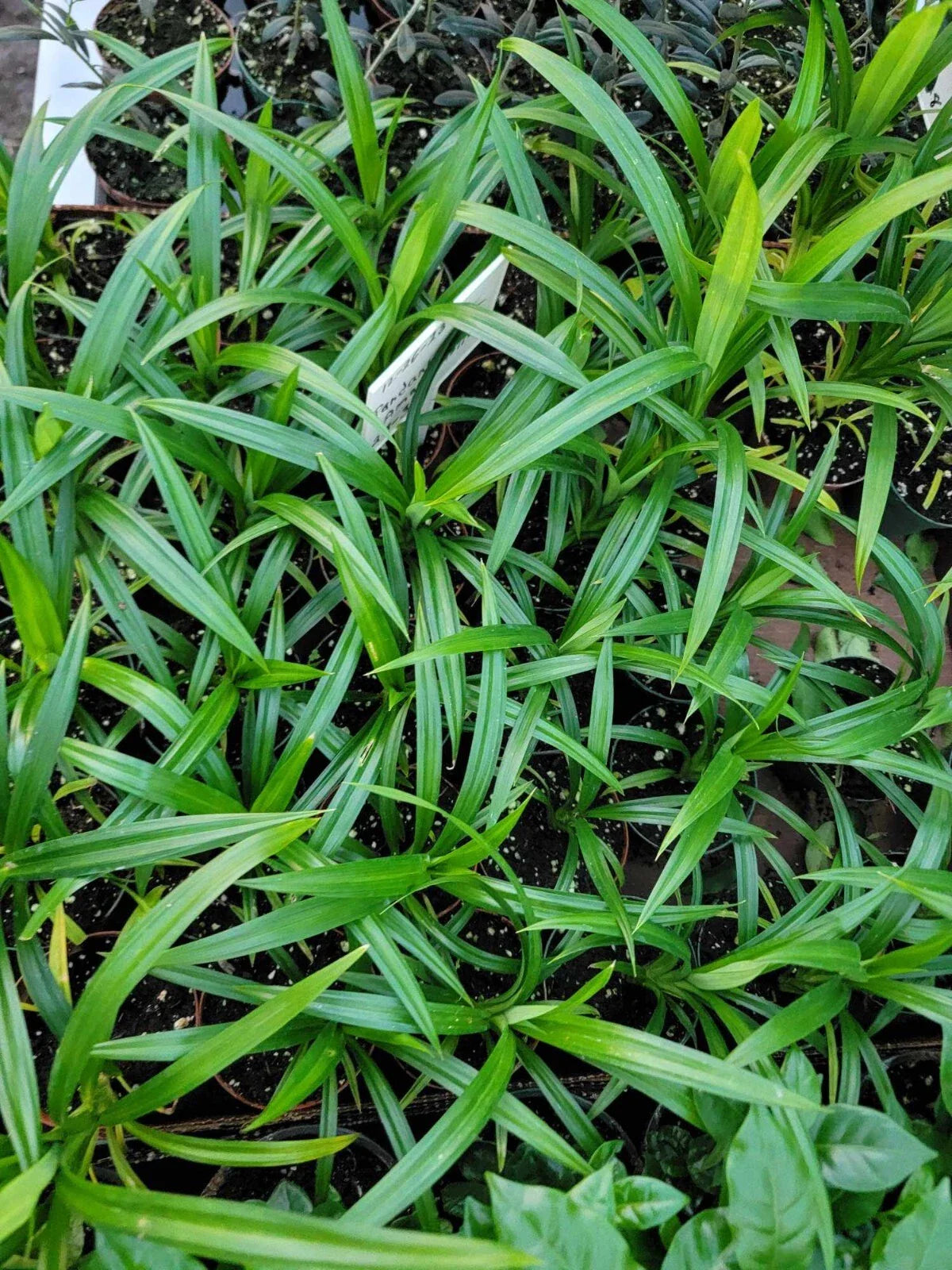 Live Plant - 4 Inch Pot - Pandan Leaf - Pandanus amaryllifolius - Well Rooted Culinary Herb