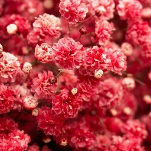 Crimson Red Baby's Breath Seeds | Non-GMO Gypsophila elegans 'Crimson' | 100-2000 Seeds for Borders, Cut Flowers & Wildflower Gardens