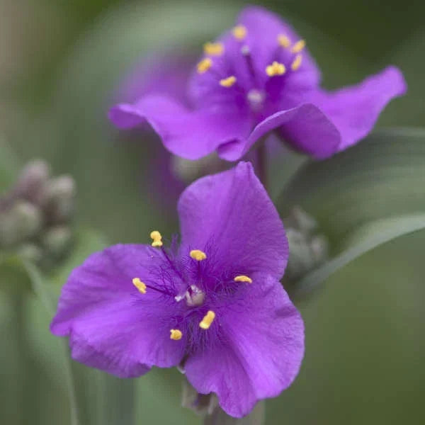 Tradescantia Concord Grape Plant - Potted 4-Inch Container - Purple Flowers - Hardy Perennial - Spiderwort (Tradescantia x andersoniana)