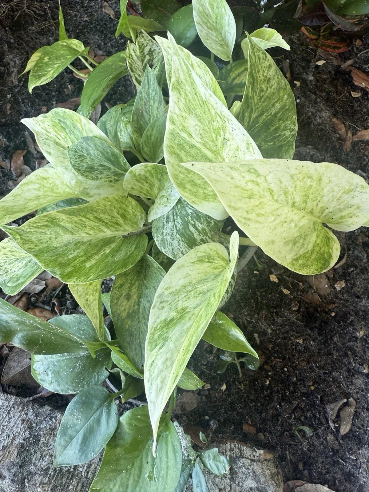 Assorted Pothos Cuttings Bundle - Epipremnum aureum - Golden, Jade, Snow Queen, Summer Night Rooted Plants for Indoor Garden