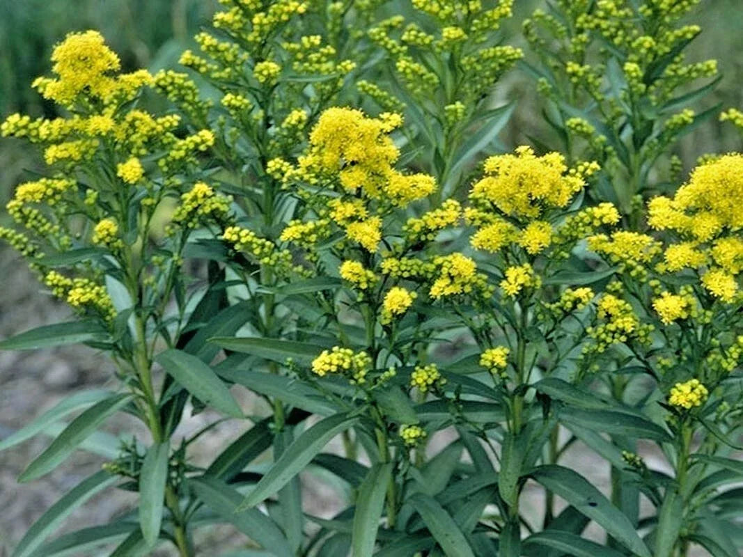 Goldenrod Seeds - 101+ Stiff Goldenrod Native Wildflower - Solidago rigida - Drought & Heat Tolerant Autumn Blooms