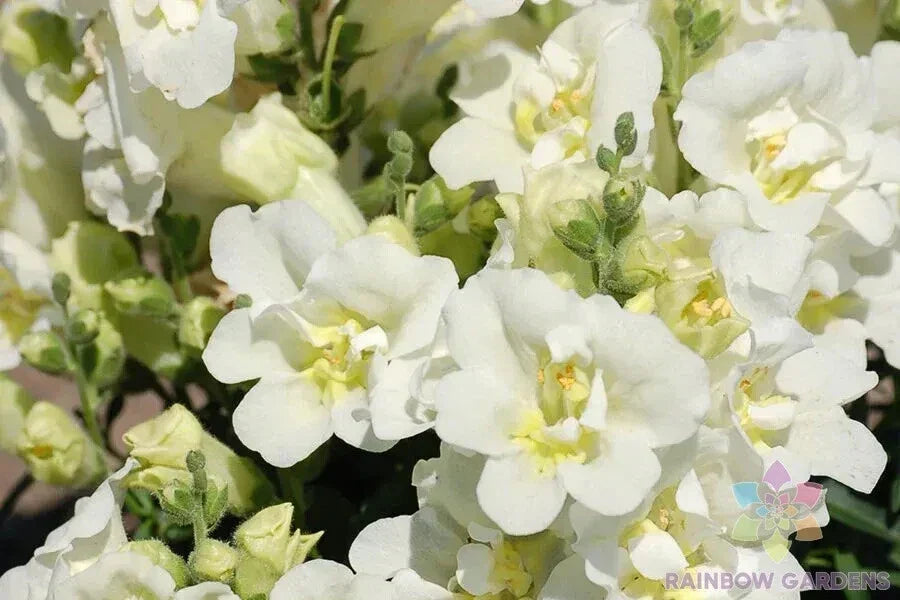Twinny White Snapdragon Seeds - 1000+ Antirrhinum majus Seeds for Garden Planting - USA