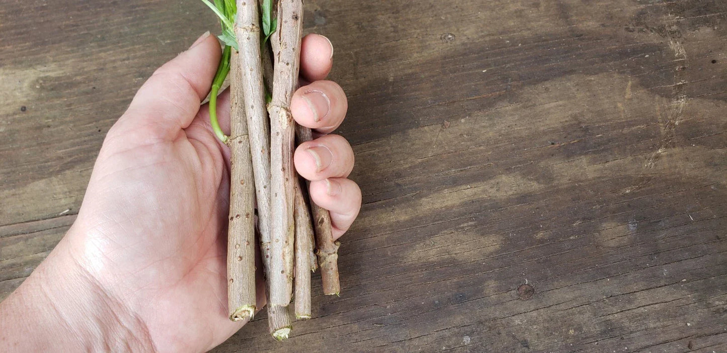 Epiphyllum Orchid Cactus Cutting 8-10 Inches, Vista Sun Variety, Exotic Houseplant, Succulent Propagation