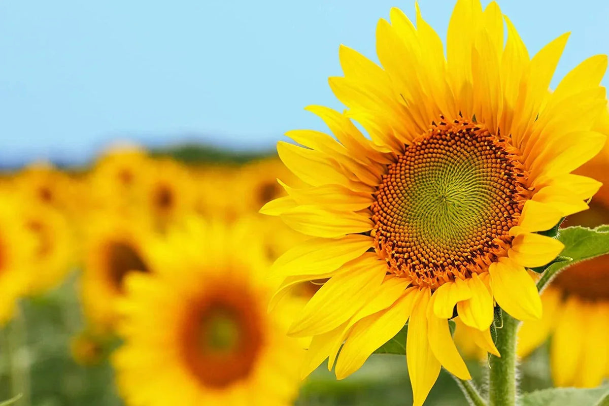 50 Grey Striped Mammoth Sunflower Seeds - Helianthus annuus - Tall, Vibrant Blooms