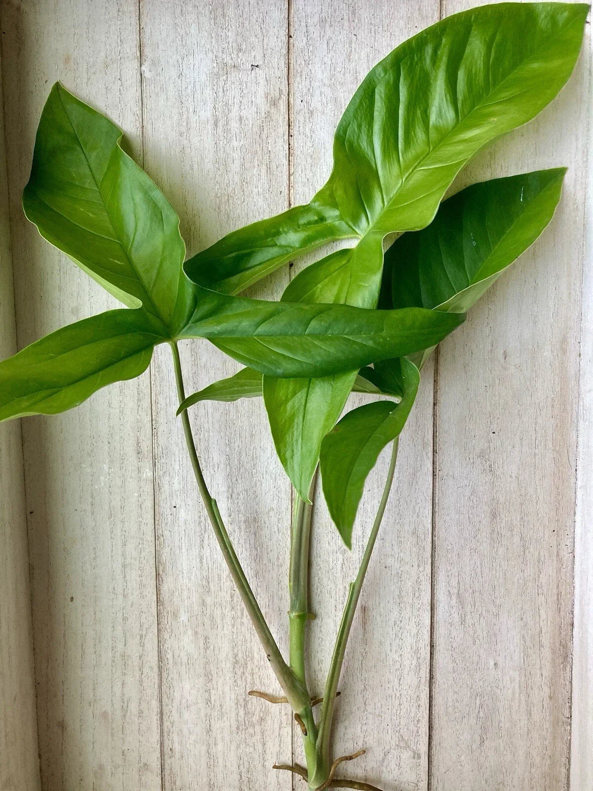 Rooted Arrowhead Vine Cuttings 10 Pack Syngonium podophyllum Indoor Houseplant for Gardening