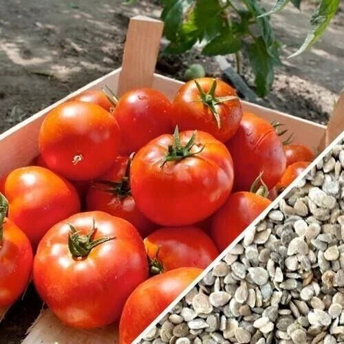 Homestead Tomato Seeds - 120+ Heirloom Organic Non-GMO Drought-Resistant Solanum lycopersicum