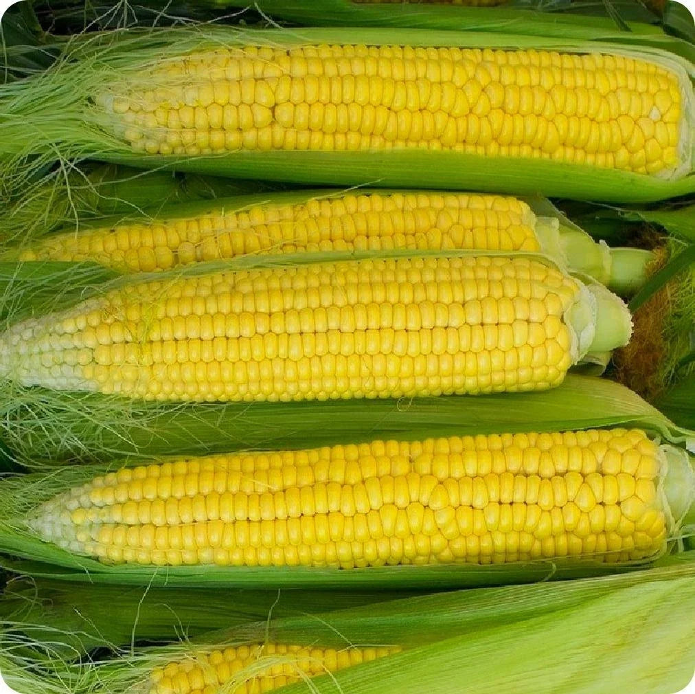 Early Golden Bantam Corn Seeds 25 Pack Heirloom Yellow Sweet Zea mays Non-GMO Vegetable for Garden Planting
