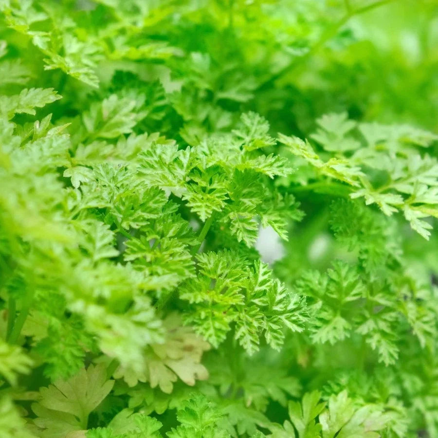 Winter Chervil Seeds, Heirloom Non-GMO, French Parsley Variety, Anthriscus cerefolium, Multiple Sizes Available