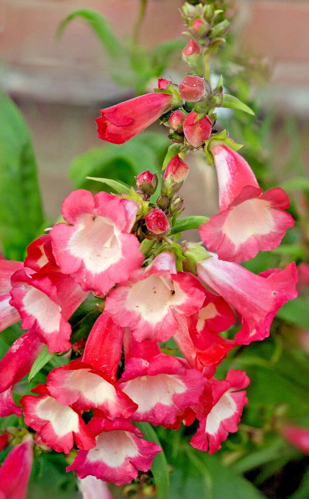 Pink Penstemon Seeds 100 Count | Penstemon hartwegii Flower Seeds