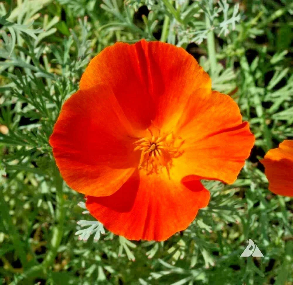 California Poppy Flower Seeds - 500+ MIKADO Variety for Wildflower Garden & Containers