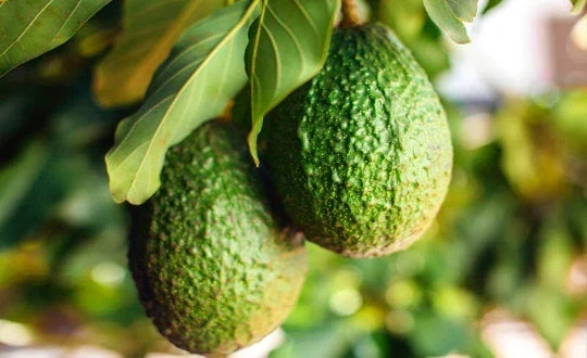 Organic Avocado Tree Seeds - 2 Fresh Persea americana Indoor Houseplant Gardening Supplies