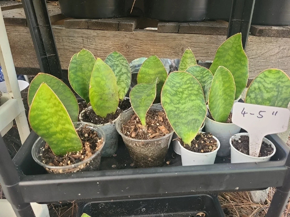 Baby Sansevieria Masoniana Whale Fin Snake Plant - 4-5 Inch Rooted Bare Root Indoor Outdoor Plant
