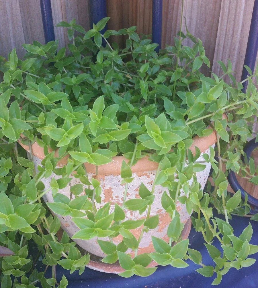 Callisia Cordifolia Green Trailing Wandering Jew Plant - Indoor Houseplant in 4-Inch Pot, Easy-Care, Trailing, Air-Purifying
