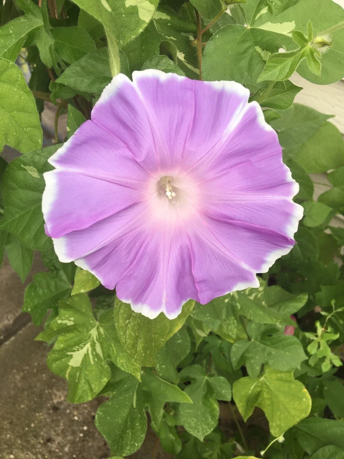 Peach Pie Japanese Morning Glory Seeds - Ipomoea nil Climbing Vine, 10 Pack, Vibrant Peach Flowers, Fast-Growing, Drought Tolerant