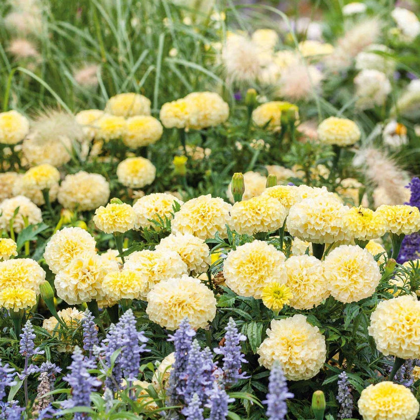 African Marigold Seeds - MOONLIGHT 50 Non-GMO Seeds - Double Blooms for Beneficial Bees - Tagetes erecta