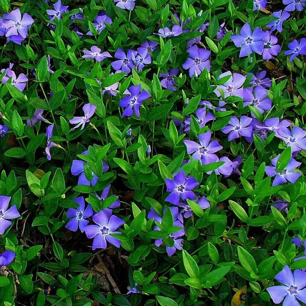 25 Vinca Minor Periwinkle Ground Cover Plants, Evergreen Creeping Myrtle, Perennial Garden Greenery
