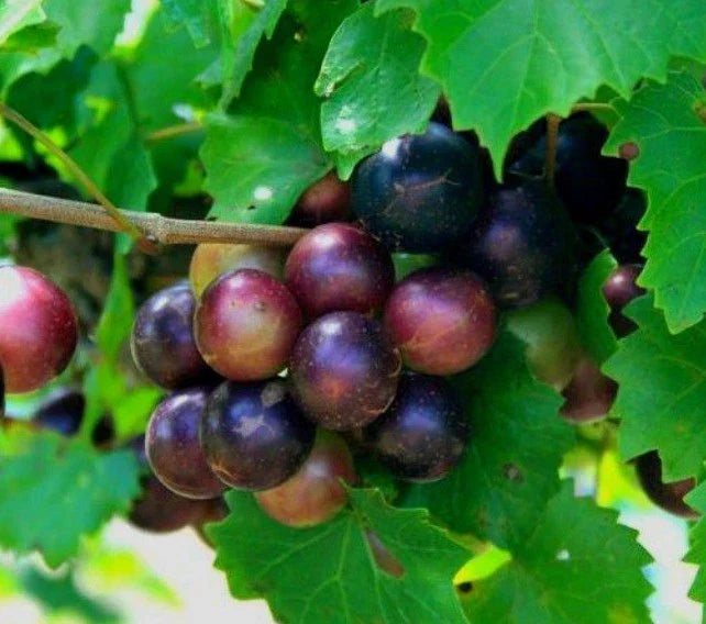 Muscadine Grape Plant Cuttings – Vitis rotundifolia – 5 Male & 5 Female Wild Fruit Vines for Garden or Vineyard