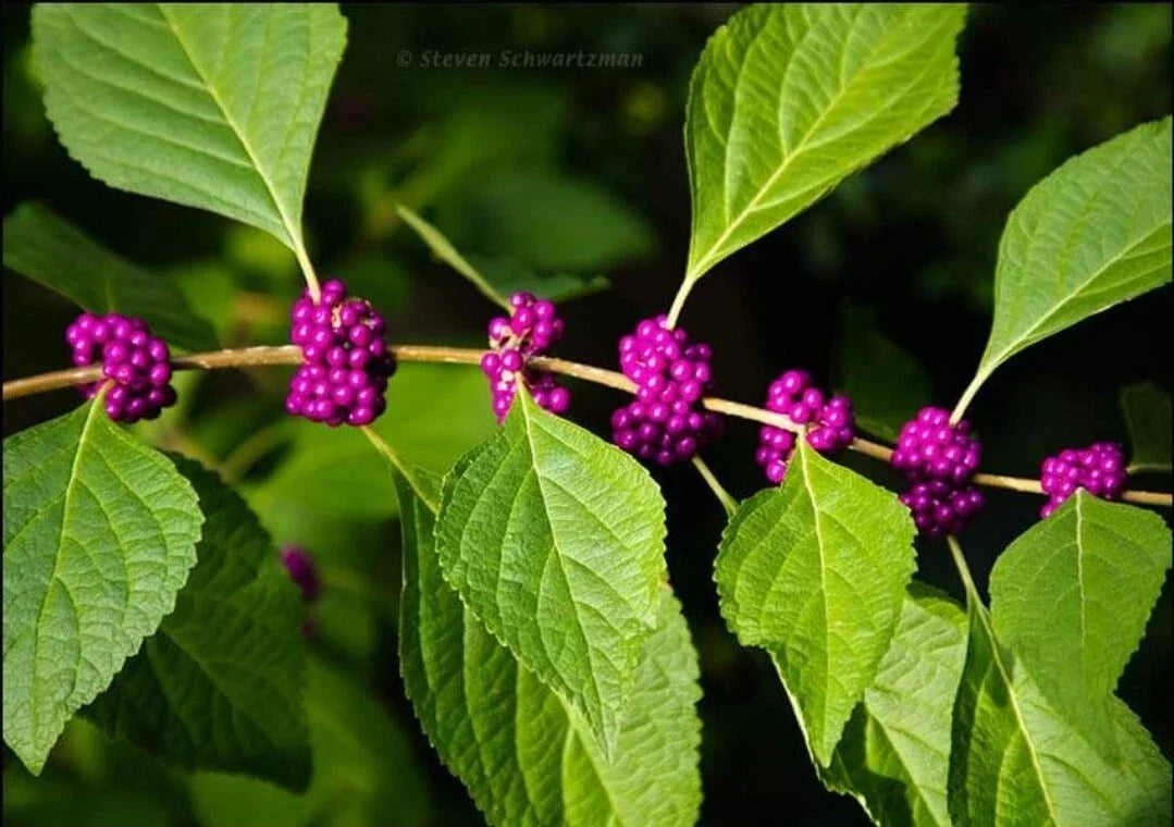 Organic American Beautyberry Seeds - Callicarpa americana Perennial Shrubs for Garden Planting, 100+ Seeds