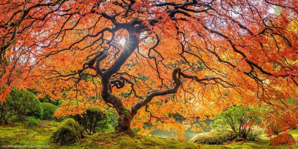Sugar Maple Seeds | 50 Seeds | Acer saccharum | Plant Sugar Maple Trees