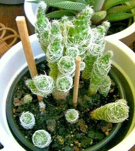 Cacti Cuttings Set of 6 | Phyllocactus & Mammillaria Succulent Plant Propagation | Indoor Garden Decor