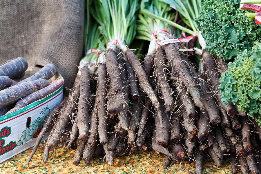 Black Salsify Seeds - NON-GMO Scorzonera hispanica, Black Oyster Plant, Heirloom, Drought-Tolerant, Container Gardening