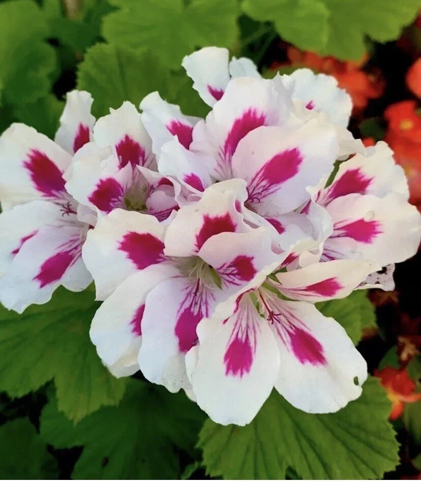 Geranium Live Plant 10-12 Inches White Bright Pink Pelargonium in 3-Inch Pot