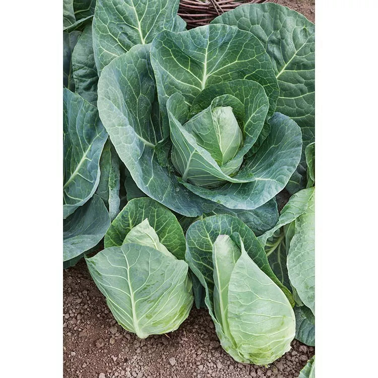 Cabbage Seeds 1000+ Count - Early Jersey Wakefield Heirloom Non-GMO Brassica oleracea