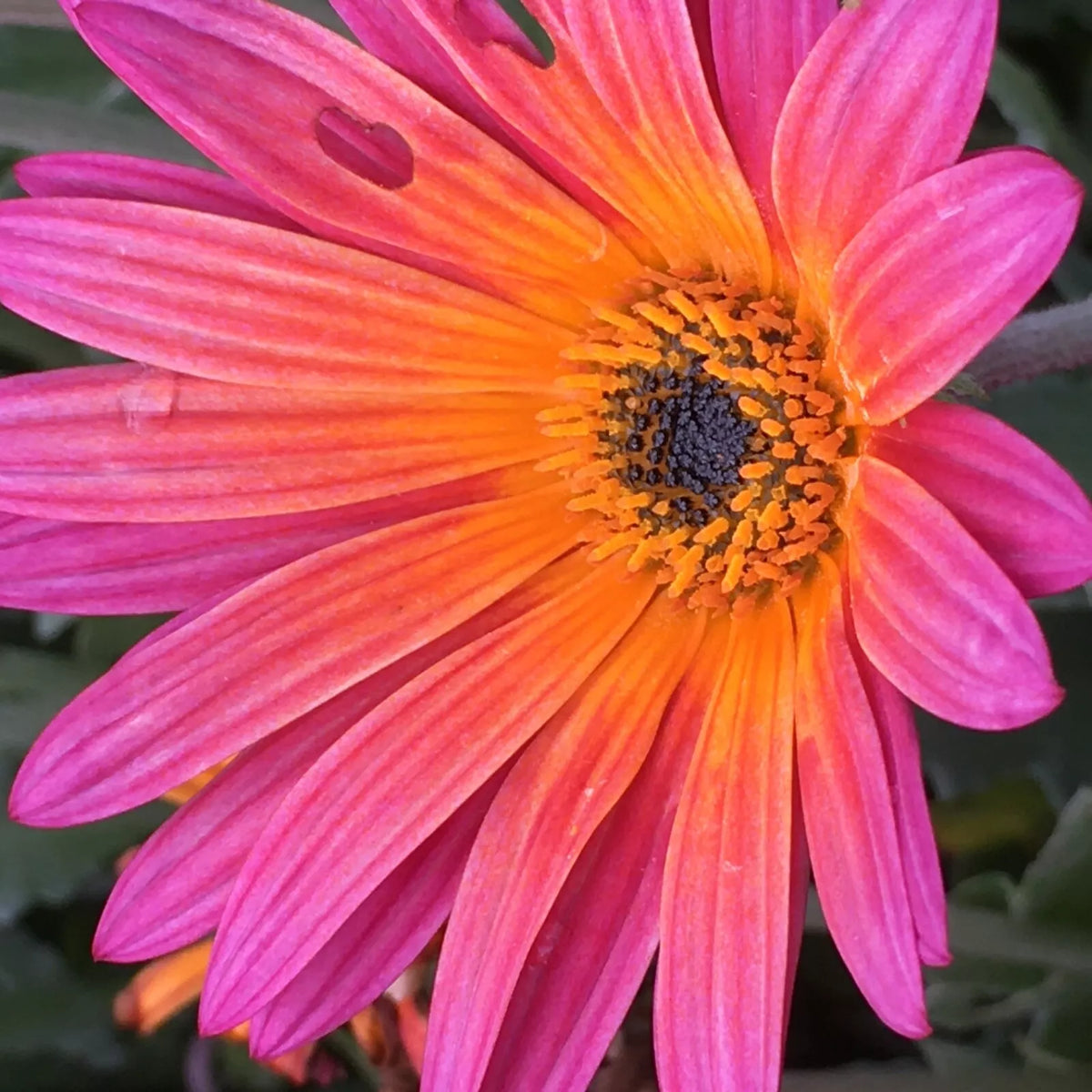 African Daisy Seeds - New Sunset, 40 Seeds, Vibrant Orange Yellow Red Blooms, Osteospermum ecklonis