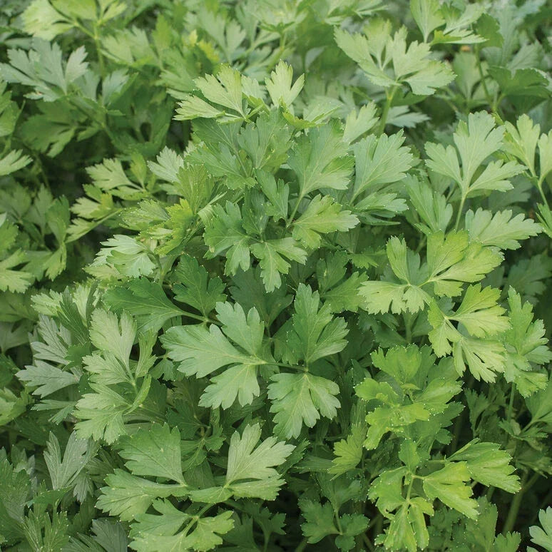 Italian Giant Parsley Seeds - 2000 Non-GMO Heirloom Seeds for Organic Gardening - Petroselinum crispum var. neapolitanum