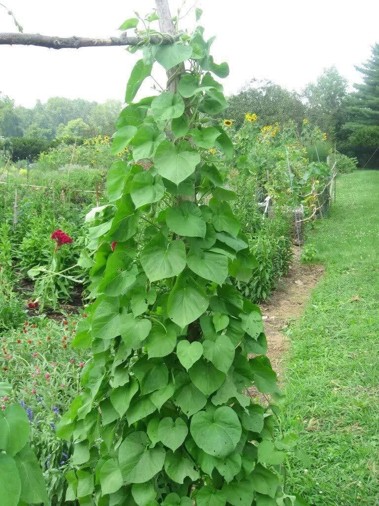 Kentucky Pole Bean Seeds | 50+ Non-GMO Heirloom Seeds | Phaseolus vulgaris