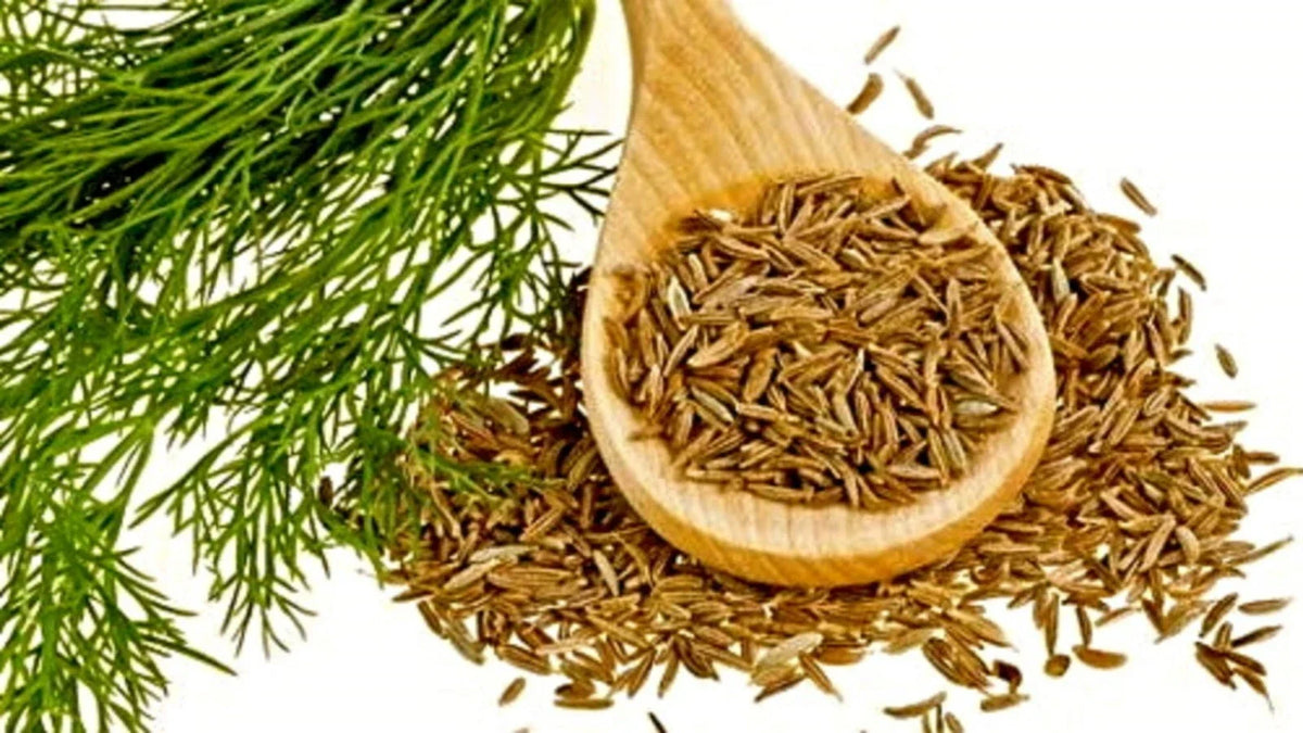 Organic Cumin Seeds - Culinary Grade, Non-GMO, 50+ Seeds, Cuminum cyminum, Annual Herb for Cooking & Gardening