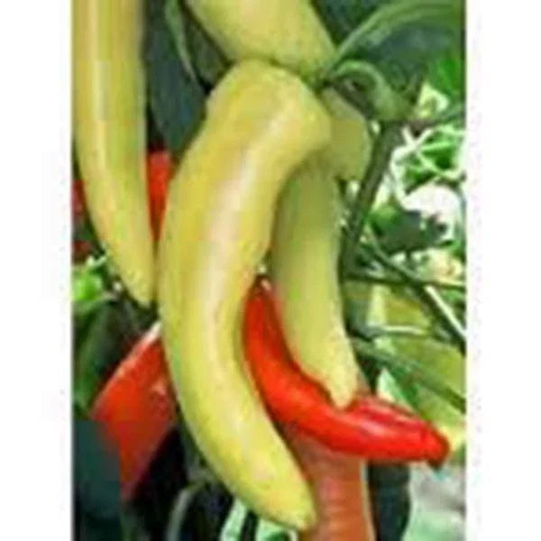 Sweet Hungarian Yellow Wax Pepper Seeds – Heirloom Non-GMO Capsicum annuum, 500 Pack, Sweet, Vibrant Color, Easy to Grow