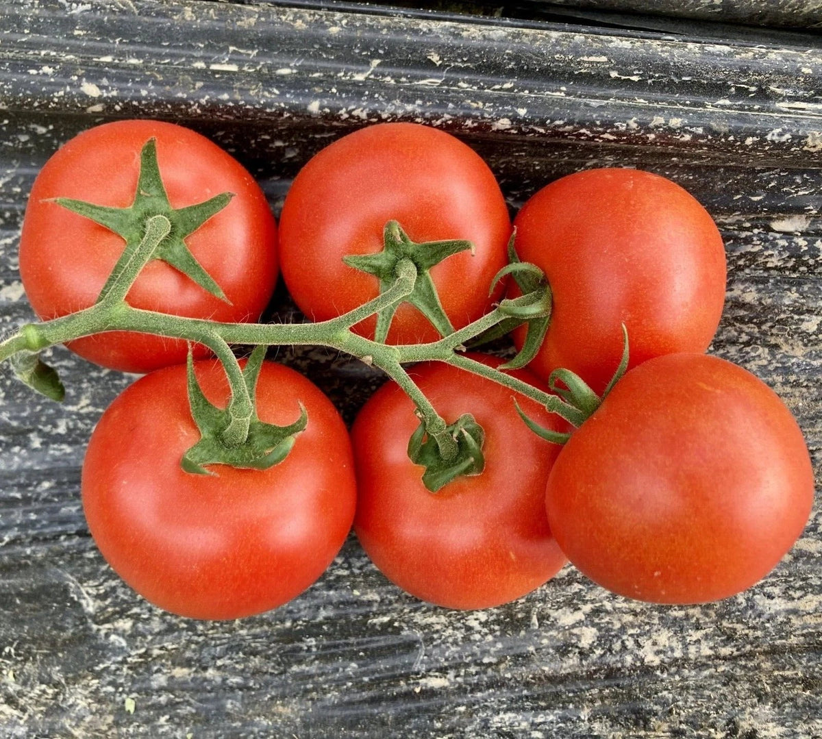 Fresh Serrat Cluster Tomato Seeds - 25 Quality Seeds for Home Gardening