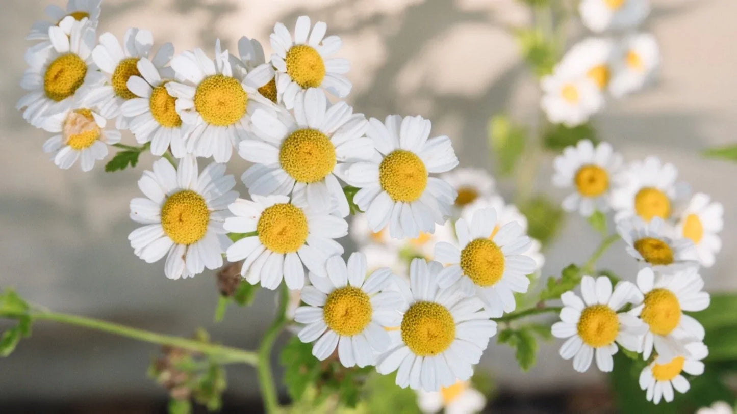 Organic Chamomile Seeds 600 Count for Herbal Tea & Gardening Matricaria chamomilla